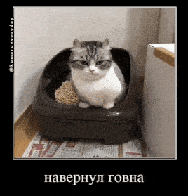 a cat is sitting in a litter box with a foreign language caption