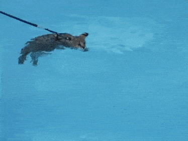 a leopard is on a leash in a pool
