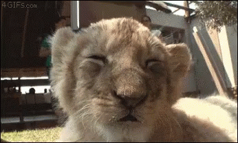 Baby Tiger GIF - Baby Tiger Sleep GIFs