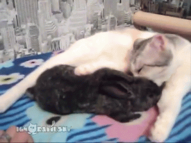We'Re Not Done Yet GIF - Cats Bunnies Rabbits GIFs