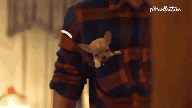 a small dog is in a man 's pocket and the word petcollective is on the bottom right