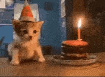 a kitten wearing a party hat is sitting on a table next to a birthday cake with a candle .