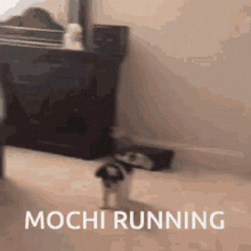 Mochi Running GIF - Mochi Running Mochi Running GIFs