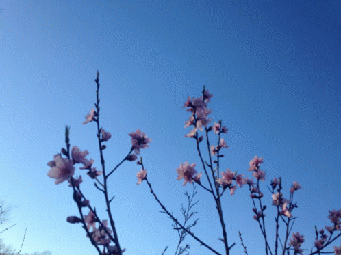 Blossom Days GIF - Blossom Days GIFs