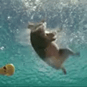 Swimming Pig GIF - Swimming Pig GIFs