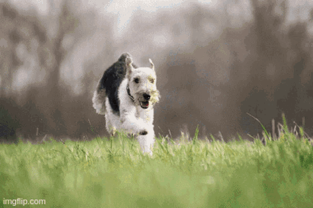 a black and white dog is running through a grassy field with imgflip.com at the bottom