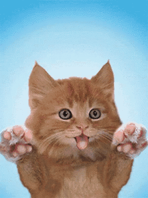 a kitten is sticking its tongue out and its paws are outstretched