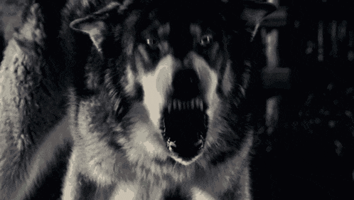 a close up of a wolf 's face with its mouth open