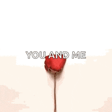 a heart made of rose petals with the words `` you and me '' on it .