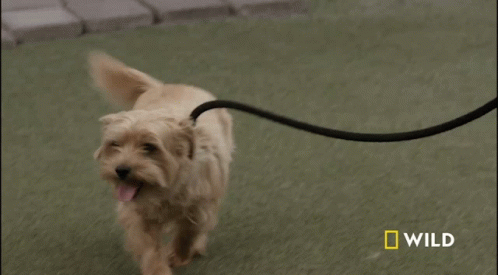 Walking With My Dog National Geographic GIF - Walking With My Dog National Geographic Wally The Dog GIFs