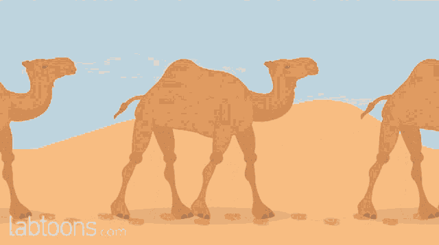Desert Camels GIF - Desert Camels Movement GIFs