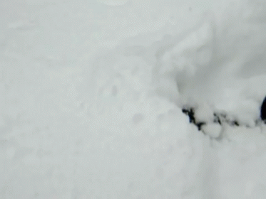 Snowball GIF - Cats Snow Surprise GIFs