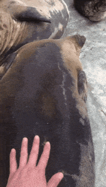 a person 's hand is reaching out to touch the back of a seal