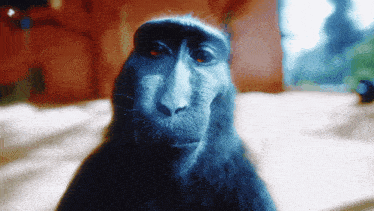 Monkey Monkeyy GIF - Monkey Monkeyy Monkeyyy GIFs