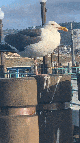 Western Gull Redondo Beech Peir GIF