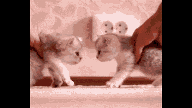 Cat Squish GIF - Cat Squish GIFs