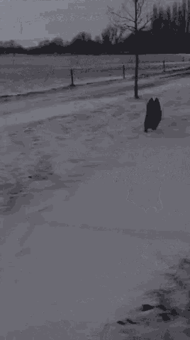 Snowtumble Funny Animals GIF