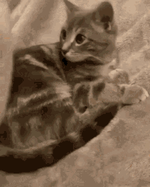 Blanket Cat GIF - Blanket Cat GIFs