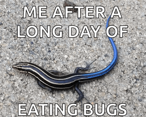 a lizard with the words me after a long day of eating bugs