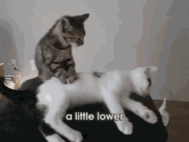 a cat giving another cat a massage with a little lower written below it