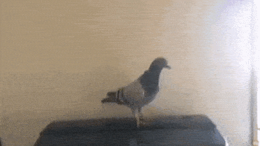 Pigeon Parakeet GIF