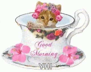 Good Morning Kitten GIF - Good Morning Morning Kitten GIFs