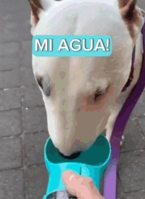 a dog is drinking water from a blue bottle with the words mi agua written on it .
