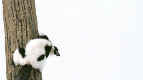 Telus Telu Sfr GIF - Telus Telu Sfr Lemur GIFs