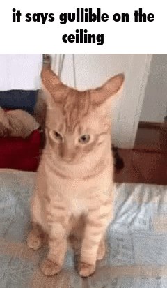 Gullible Orange GIF - Gullible Orange Cat GIFs