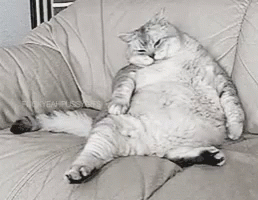 Cat Fat GIF - Cat Fat Sleepy GIFs