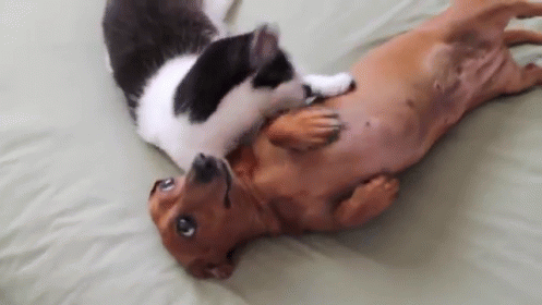 Cat And Dog Cuddle Together GIF