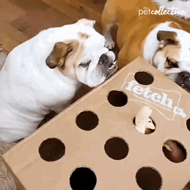 Feeding The Pet Collective GIF - Feeding The Pet Collective Hungry GIFs