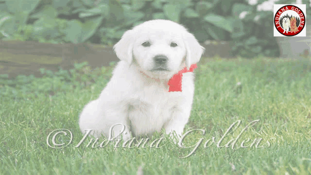 an english cream golden retriever puppy with a red bow on its neck