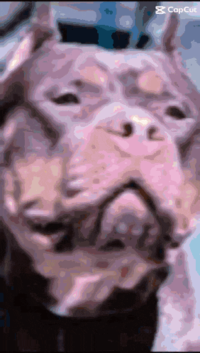 a close up of a dog 's face with a caption that says " capcut "