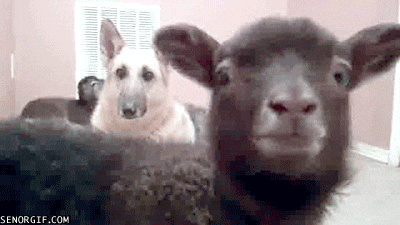a dog and a sheep are looking at the camera in a living room .