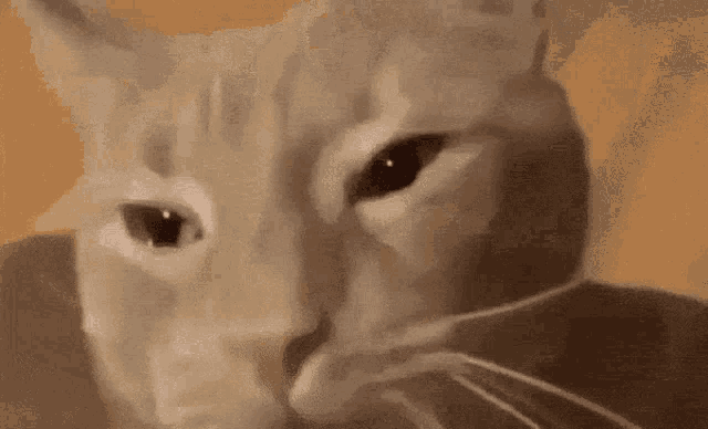 Crying Cat GIF - Crying Cat GIFs