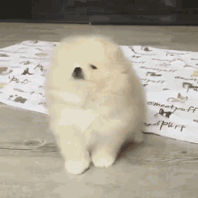 Puppy Cute GIF - Puppy Cute Aww GIFs