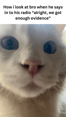 a close up of a cat 's face with the caption how i look at bro when he says in to his radio " alright