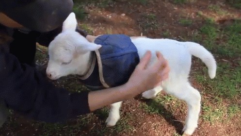Baby Tail GIF - Sheep Lamb Petting GIFs