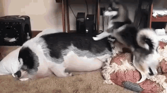 Funny Animals Wakeup GIF - Funny Animals Wakeup Dog GIFs