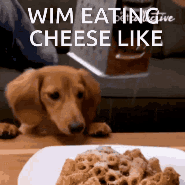 Wim Eating Cheese Like Wim GIF - Wim Eating Cheese Like Wim Dog GIFs