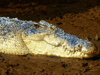 a large crocodile is laying in the dirt with its head down