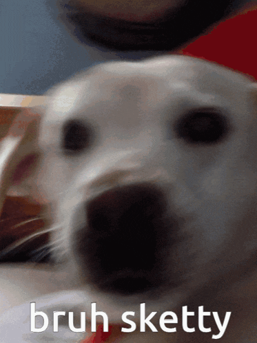 a close up of a dog 's face with the words bruh sketty written below it