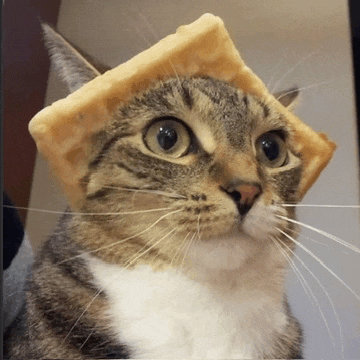 a cat is wearing a piece of cheese on its head