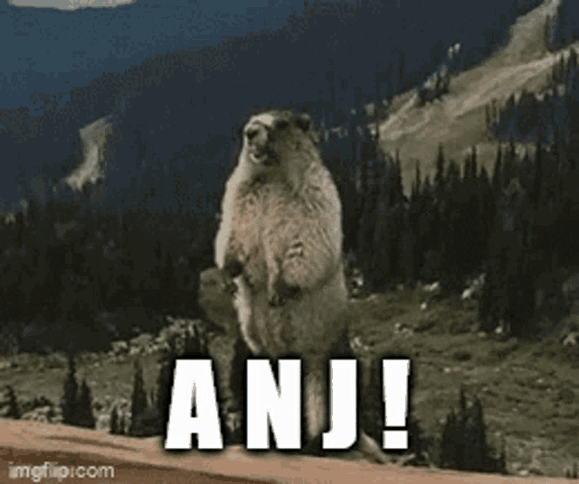 a groundhog is standing on its hind legs with the word anju written below it