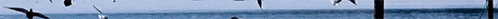 a blurry picture of a body of water with a few trees in the background
