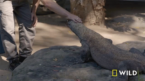 Petting National Geographic GIF - Petting National Geographic Secrets Of The Zoo Down Under GIFs