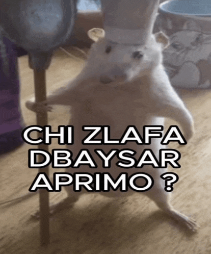 a picture of a rat wearing a chef 's hat with the words chi zlafa dbaysar aprimo