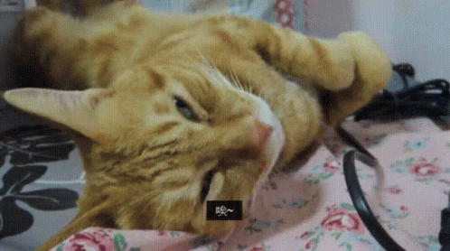 嘆氣貓 Sad Sighing Cat GIF - 嘆氣sight Sigh GIFs