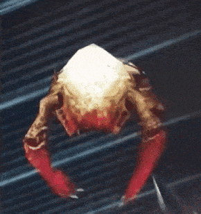 a crab with red claws and a white head is flying through the air